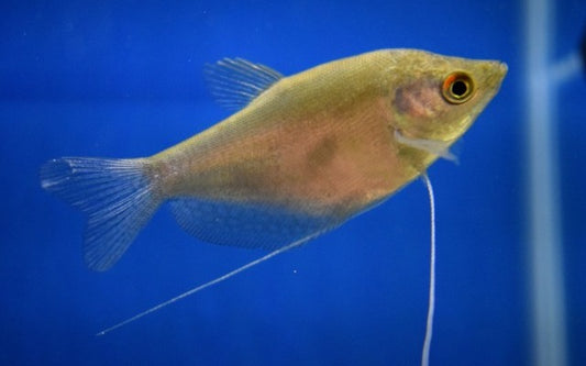 Mondscheinfadenfisch – Trichopodus microlepis | Friedlicher, silbrig schimmernder Labyrinthfisch für ruhige Aquarien
