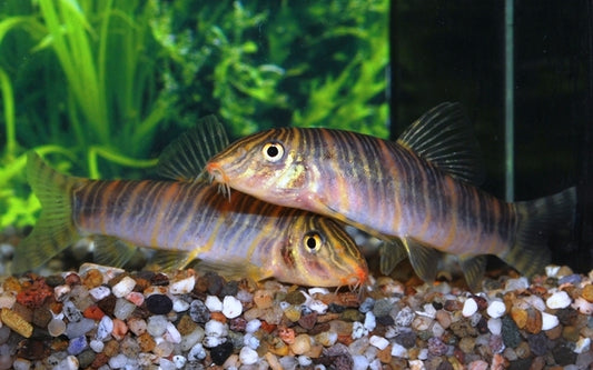 Streifenschmerle – Botia striata | Friedliche, kleinbleibende Schmerle mit schöner Streifenzeichnung & aktivem Wesen