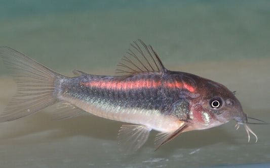 Panzerwels Red Stripe – Corydoras CW023 | Seltener Zierfisch mit rotem Rückenstreifen & friedlichem Gruppenverhalten