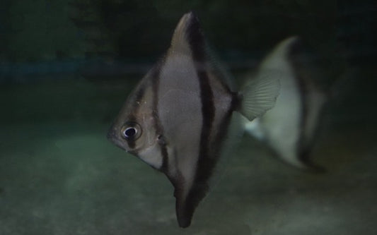 Sebae-Flossenblatt (Monodactylus sebae)