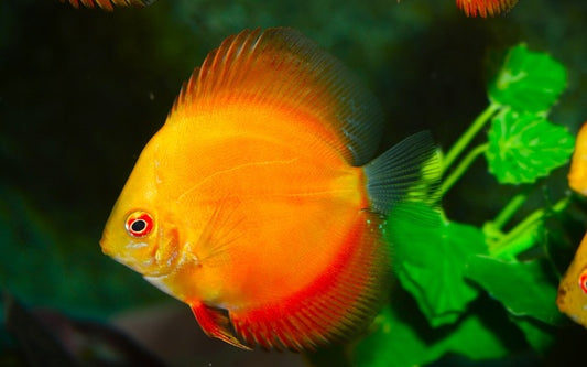 Diskus Rot – Symphysodon aequifasciatus ‘Red’ | Farbenprächtiger, friedlicher Diskus