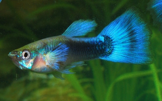 Guppy Tuxedo Blau Männchen – Poecilia reticulata Tuxedo Blue M 2,5–3 cm | Edle Zuchtform mit blau-schwarzem Kontrast