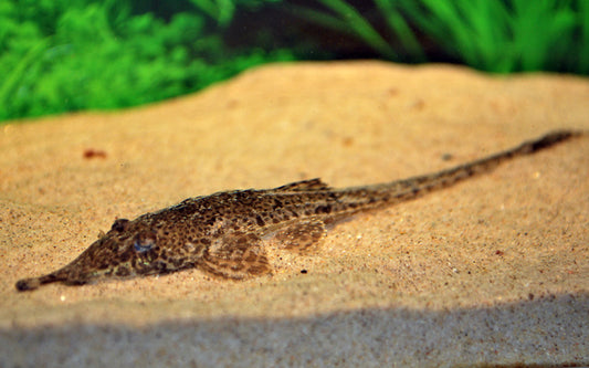 Nasenharnischwels – Hemiodontichthys acipenserinus | Seltener Wildfang mit außergewöhnlicher Körperform