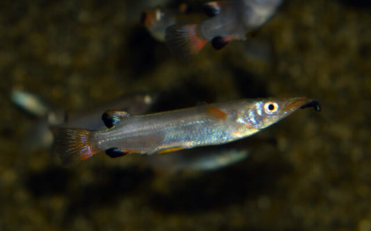 Celebes-Halbschnäbler – Nomorhamphus liemi | Lebendgebärender Oberflächenfisch von Sulawesi