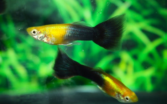 Guppy Goldkopf Schwarz Männchen – Poecilia reticulata Goldhead Black M 2,5–3 cm | Eleganter Klassiker mit edlem Schimmer