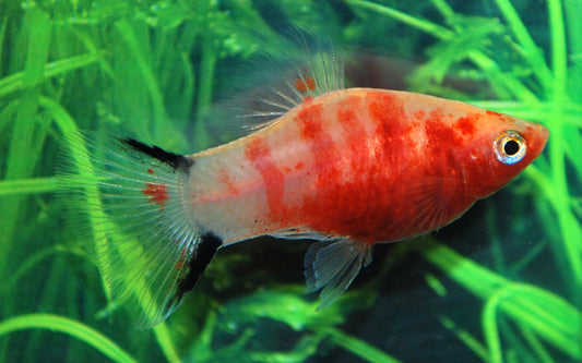 Platy Bleeding Heart – Xiphophorus maculatus M 2–2,5 cm | Rote Zuchtform mit Herzfleck und silbrigem Glanz