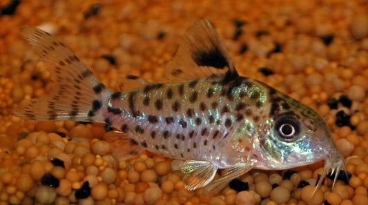 Schwarzflossen-Panzerwels – Corydoras leucomelas | Attraktiver Wildfang mit kontrastreicher Flossenzeichnung & friedlichem Wesen