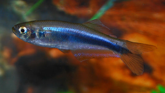 Blauer Salmler – Mimagoniates microlepis Wildfang L 4–5 cm | Seltener Schwarmfisch