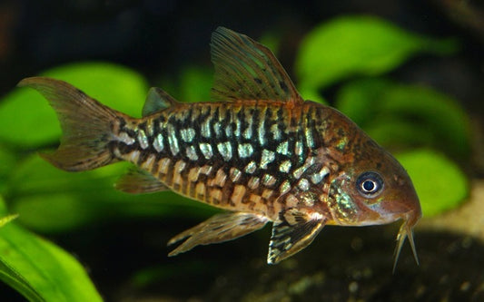 Pantanal-Panzerwels – Corydoras pantanalensis | Seltene Art aus Südamerika mit edlem Glanz & friedlichem Schwarmverhalten