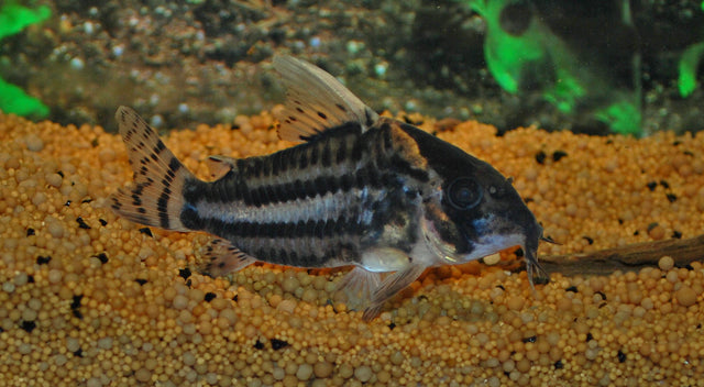 Schöner Hochflossenpanzerwels (Corydoras pulchra)