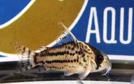 Bänderpanzerwels – Corydoras schwartzi | Eleganter Wildfang mit markanter Rückenbinde & friedlichem Schwarmverhalten