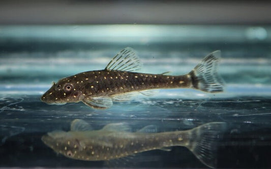 Dwarf Pleco haroldoi – Parotocinclus haroldoi | Seltener Mini-Wels & natürlicher Algenfresser