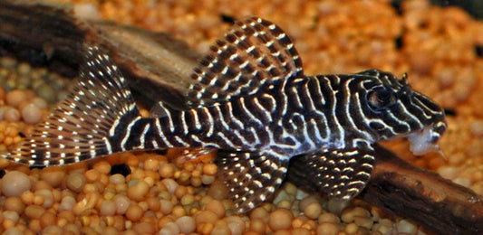 L260 Queen Arabesque Pleco – Hypancistrus sp. | Edler L-Wels mit feinem Linienmuster