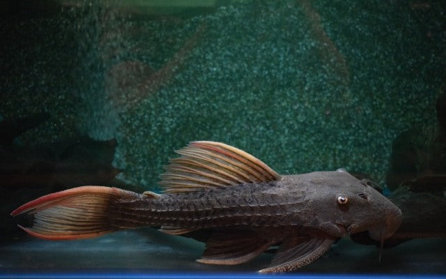 L024 Pseudacanthicus pitanga