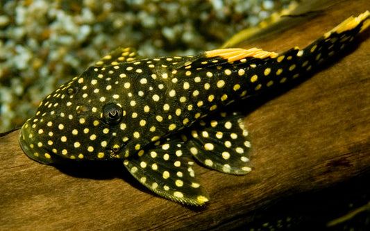 L018 Gold Nugget Pleco – Baryancistrus xanthellus | Beliebter Wildfang mit goldenen Punkten