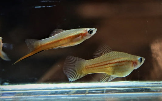 Schwertträger Yucatan – Xiphophorus helleri M 3,5–4 cm | Naturnahe Zuchtform mit leuchtenden Grün- und Rottönen