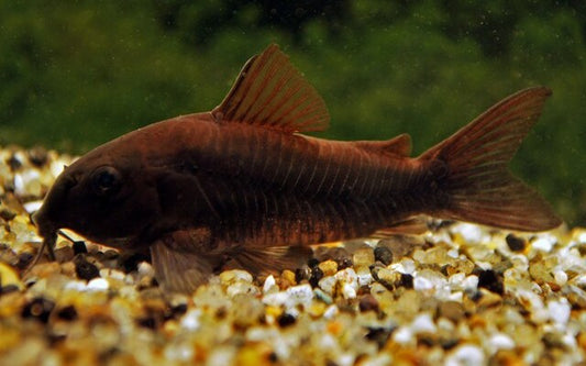 Panzerwels Black Venezuela – Corydoras aeneus Black | Dunkle Zuchtform mit elegantem Glanz & friedlichem Gruppenverhalten