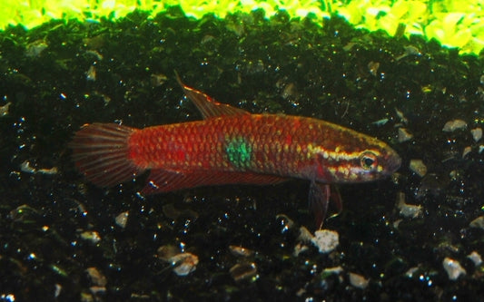 Betta coccina – Maulbrütender Wildfang | Seltener roter Kampffisch aus Schwarzwasser mit friedlichem Wesen