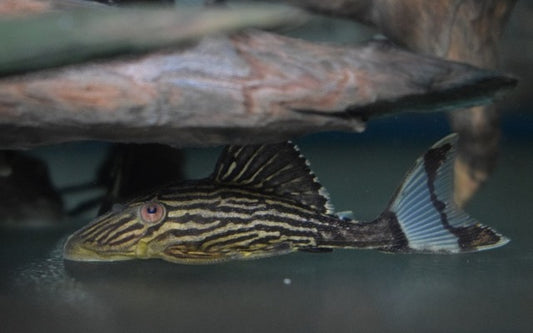 L027 Tapajós Royal Pleco – Panaque armbrusteri | Königlicher Wildfang & echter Holzfresser