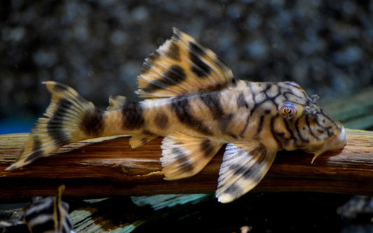 L121 Worm Line Peckoltia – Peckoltia braueri | Seltener Wildfang mit Linienmuster