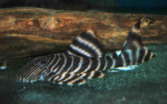 L002 Tiger Peckoltia – Panaqolus sp. | Seltener Wildfang mit markanter Tigerzeichnung
