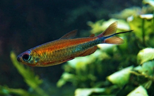 Kongosalmler Fantastic Wildfang – Phenacogrammus sp. Fantastic M 3–4 cm | Rarität aus dem Kongo