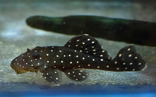 L030 Peppermint Pleco – Spectracanthicus punctatissimus | Seltener Wildfang mit Punktmuster