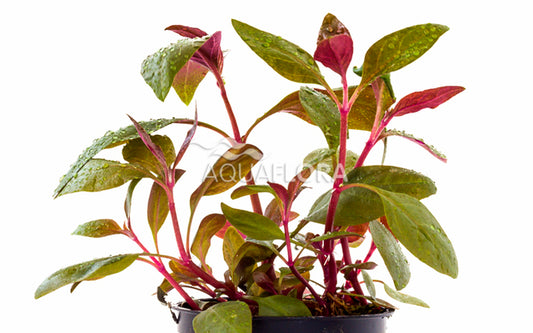 Alternanthera reineckii 'Lilacina'