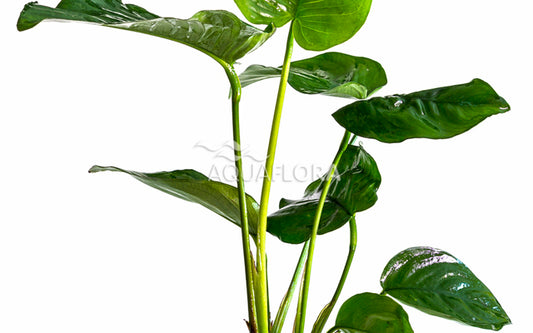 Anubias barteri