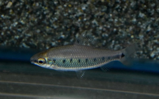 Zwerg-Distichodus Wildfang – Distichodus decemmaculatus L 5,5–6 cm | Seltener Afrikafisch