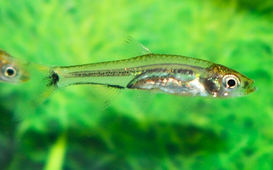 Zwerg-Knipstailsalmler Wildfang – Rasbosoma spilocerca M 1,5–2 cm | Seltene Mikro-Rarität aus Südostasien
