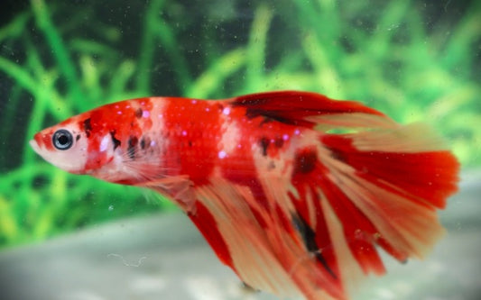 Kampffisch Halfmoon Koi – Betta sp. | Farbpracht wie ein Koi mit majestätischer Halfmoon-Flosse