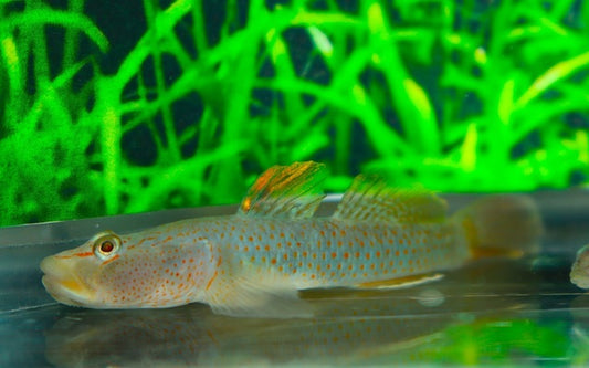 Gestreifte Rotpunktgrundel – Rhinogobius maculafasciatus | Farbenprächtiger Wildfang mit lebhaftem Verhalten & markanter Zeichnung