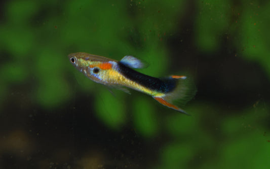 Endler Guppy Half Tuxedo Gelb – Poecilia wingei M/W 1–1,5 cm | Leuchtende Zuchtform mit gelber Zeichnung