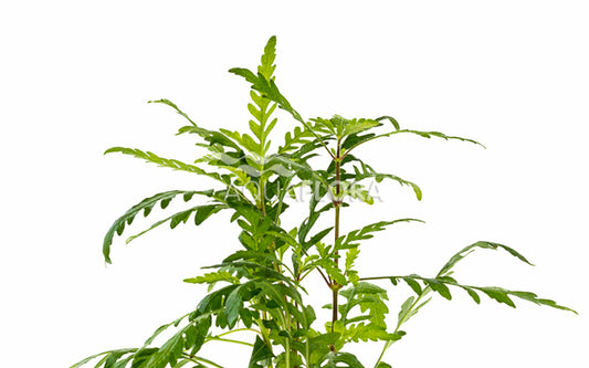 Lagenandra meeboldii 'Green