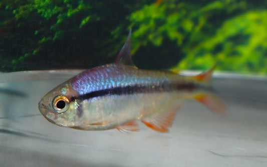 Lapis Salmler – Hyphessobrycon cyanotaenia | Seltener Zierfisch 2,5-3cm