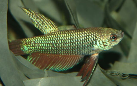 Betta smaragdina – Smaragd-Kampffisch Wildfang | Glänzende Farbform mit grünblauen Schuppen und friedlichem Wesen