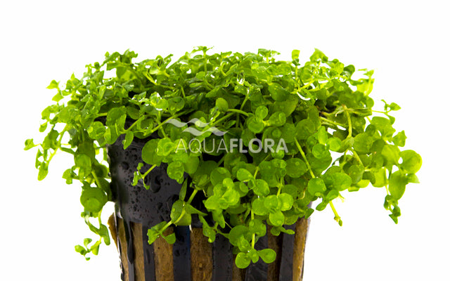 Micranthemum umbrosum | Zierliches Perlenkraut für Vorder- bis Mittelgrund im Aquarium