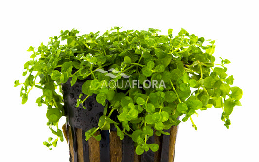 Micranthemum umbrosum | Zierliches Perlenkraut für Vorder- bis Mittelgrund im Aquarium