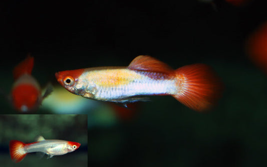 Guppy Koi – Poecilia reticulata M/W 2,5–3 cm | Edle Zuchtform mit kräftiger Rot-Weiß-Zeichnung