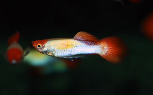 Guppy Red Cap Brazil – Poecilia reticulata M/W 2,5–3 cm | Edle Zuchtform mit roter Kopfzeichnung