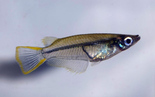 Medaka Reiskärpfling – Oryzias javanicus | Seltener Wildtyp aus Südostasien mit natürlichem Glanz