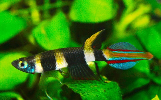 Ringelhechtling – Epiplatys annulatus | Farbintensive Nachzucht mit markanter Ringzeichnung