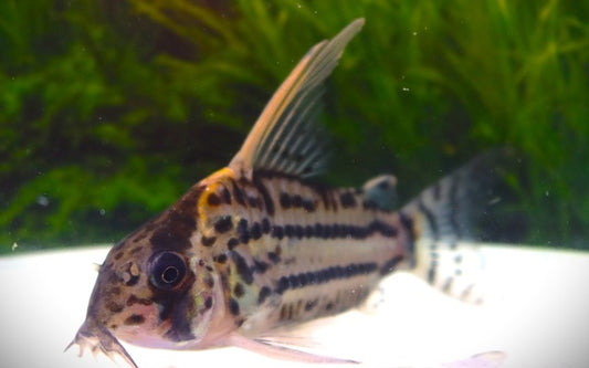 Schöner Hochflossenpanzerwels (Corydoras pulchra) XXL