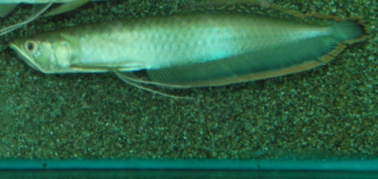 Schwarzer Arowana – Osteoglossum ferreirai 25-30cm