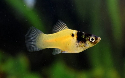 Platy Bumble Bee – Xiphophorus maculatus M 2–2,5 cm | Auffällige Zuchtform mit gelb-schwarzem Bienenmuster