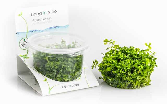 Micranthemum sp. ‘Montecarlo’ – In Vitro Cup | Pflegeleichter Bodendecker fürs Aquascaping