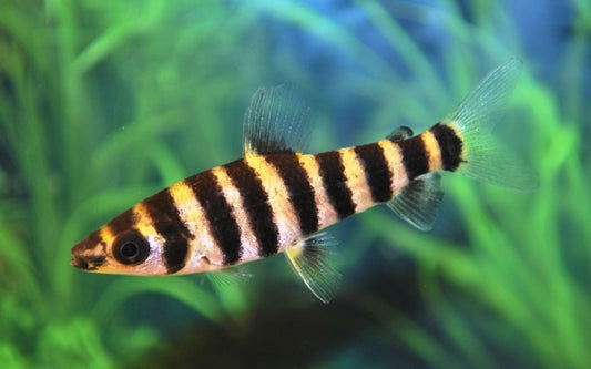 Gebänderter Engmaulsalmler Wildfang – Leporinus fasciatus M/L 7–9 cm | Auffällige Südamerika-Rarität