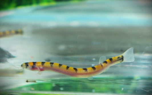 Zwergdornauge (Pangio cuneovirgata)