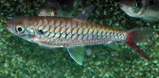 Gelbflossen-Glanzealmler – Chalceus erythrurus S 5–6 cm | Prächtiger Freiwasserfisch